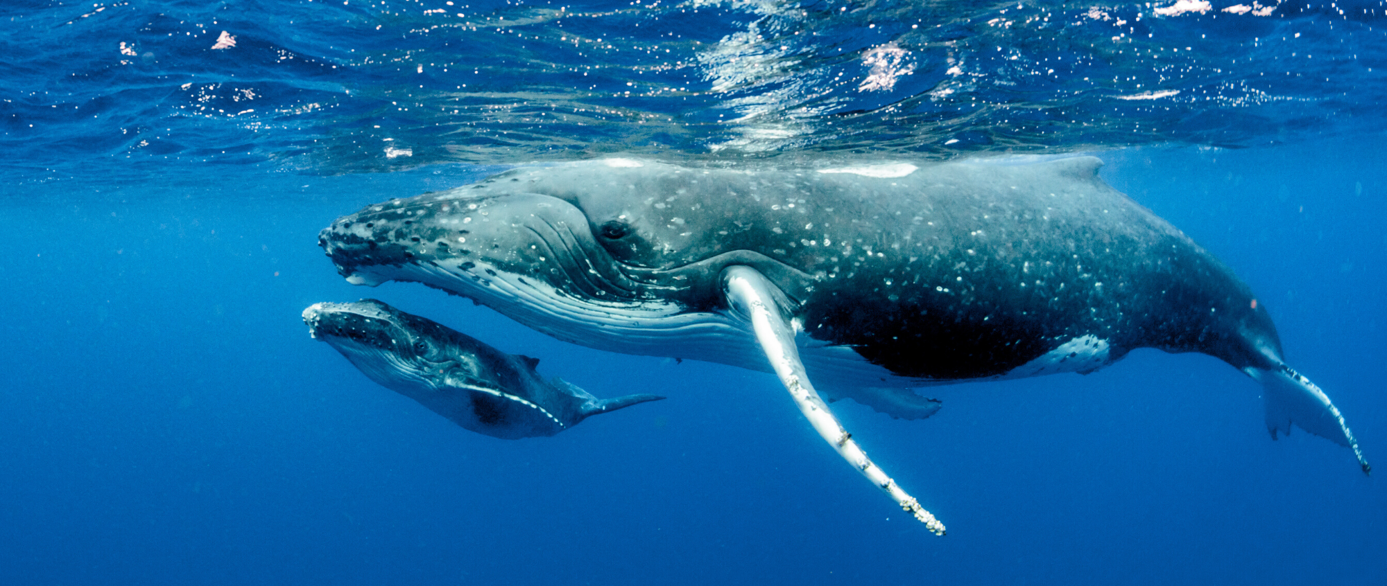 你知道鲸鱼也有方言吗?