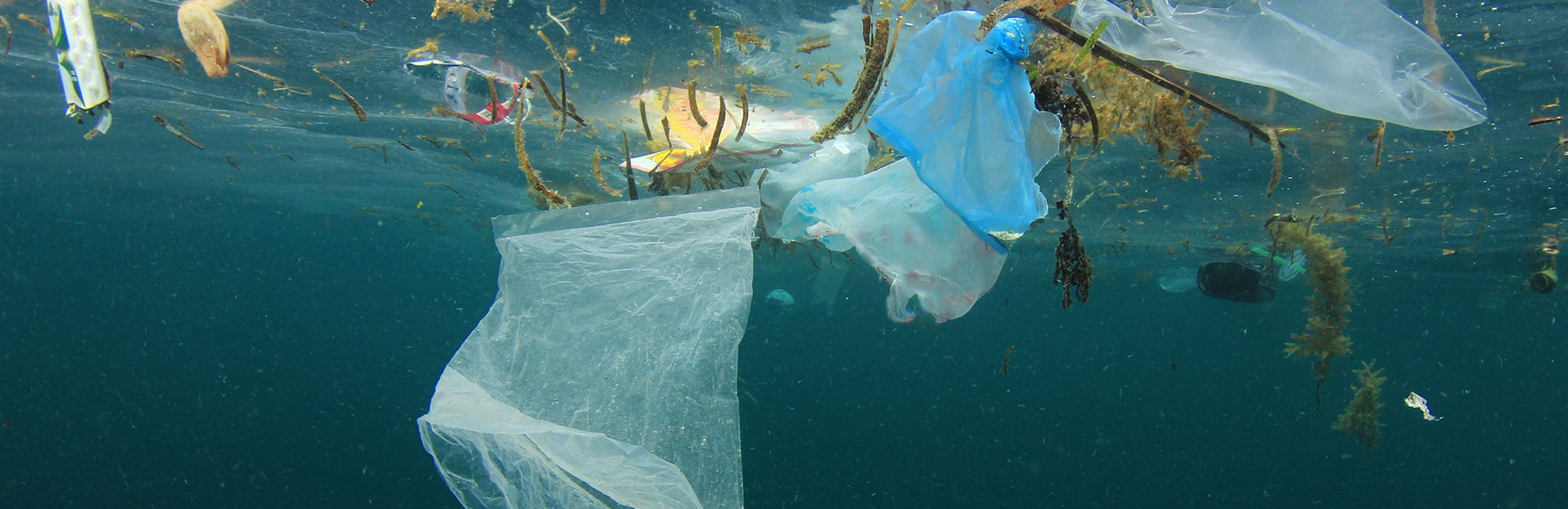 塑料在海洋中:他们为什么重要?